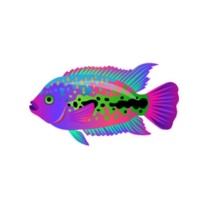 Stellar Rainbow Cichlid